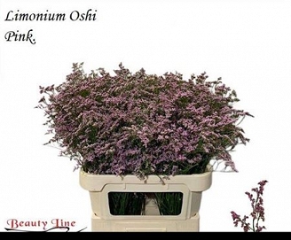 Limonium safora oshi pink 80cm