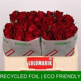 Róża ever red 50/60 lolomarik