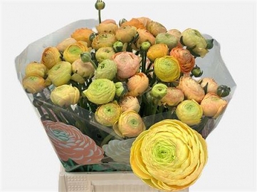 Ranun aazur champagne 50cm (50) 50gr