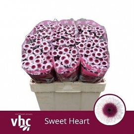 Chryzantema santini sweetheart