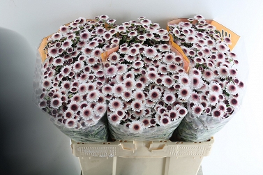 Chryzantema santini sweetheart