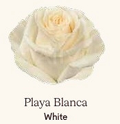 Róża eq playa blancal 70/50