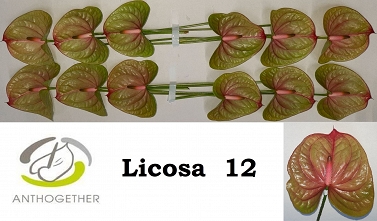 Anthurium licosa 12
