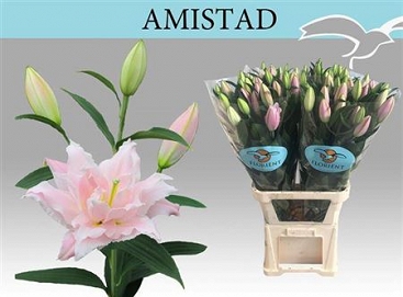 Lilium or du amistad 85cm 2-4 pp