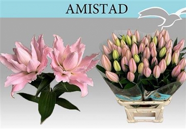 Lilium or du amistad 85cm 2-4 pp