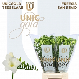 Fresia en san remo
