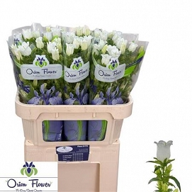 Campanula champion white 70cm
