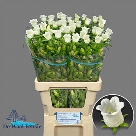 Campanula champion white 70cm