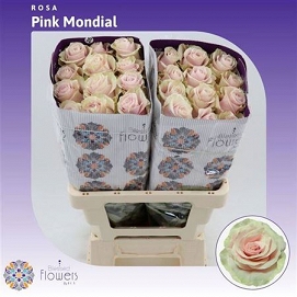 Róża pink mondial 60/50 eq