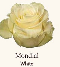 Róża eq mondial 70/50