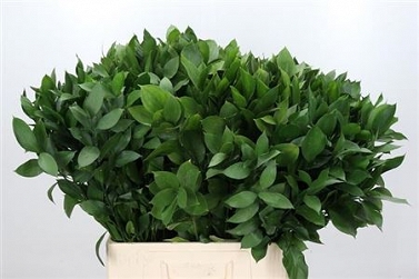 Ruscus hypophylium 70cm