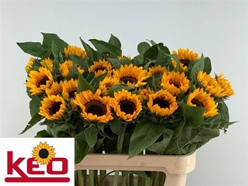 Helianthus sunrich orange 80cm (30)