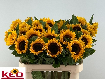 Helianthus sunrich orange 80cm (30)