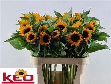 Helianthus sunrich orange 80cm (30)