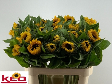 Helianthus sunrich orange 80cm (30)
