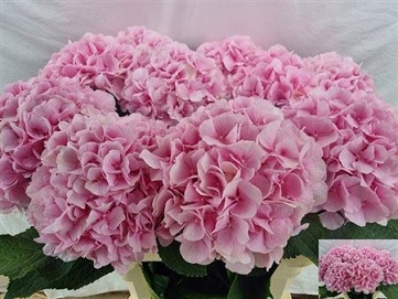 Hydrangea verna 80cm