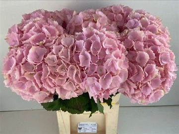 Hydrangea verna 80cm