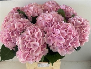 Hydrangea verna 80cm