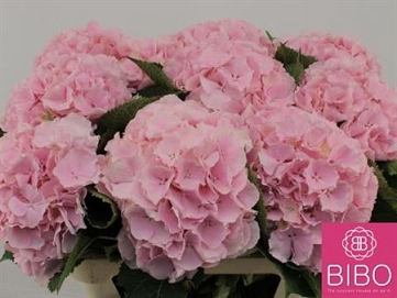 Hydrangea verna 80cm