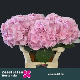 Hydrangea verna 80cm