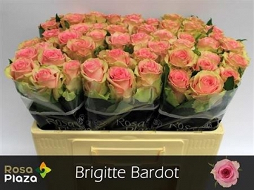 Róża brigitte barot 50/40 roza plaza