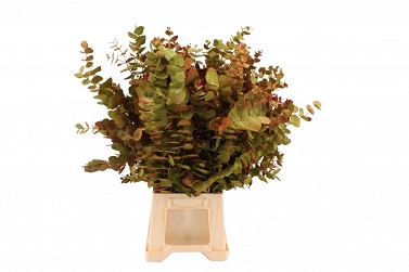 Eucalipthus cinerea delux 70cm