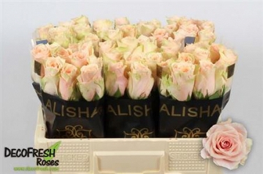 Róża harmony peach 50/60 alisha