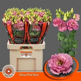 Eustoma alissa rose waalzicht