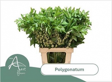Polygonathum multiflora 80cm