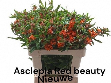 Asclepias red beauty 60cm