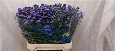 Aste nb parade 85cm