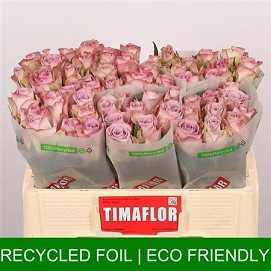 Róża memory line 50/60 timaflor