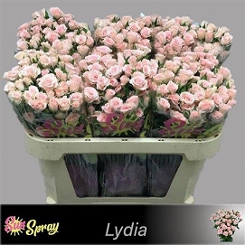 Róża tr lydia 70/50