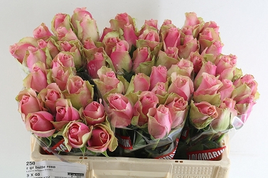 Róża belle rose 50/60 lolomarik