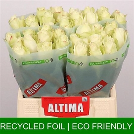 Róża athena 40/50 timaflor