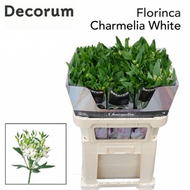 Alstromeria charmelia white 70cm