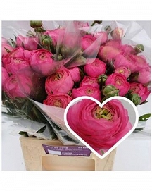 Ranun aazur deep rose 45cm (40) 50gr