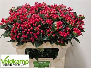 Hypericum mag impression 70cm