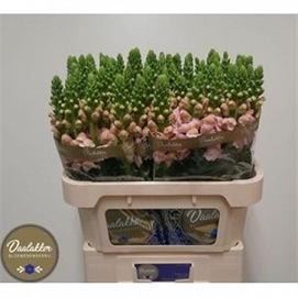 Antirhinum avignon pink 80cm