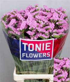 Limonium s rosa sun bird 80cm