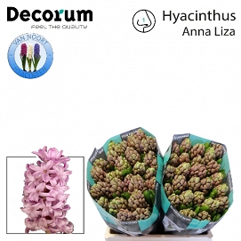 Hyacinthus anna liza
