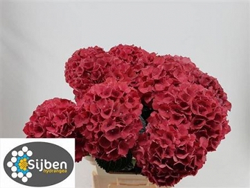 Hydrangea magic rubyred 80cm