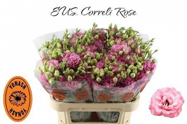 Eustoma coreli rose import
