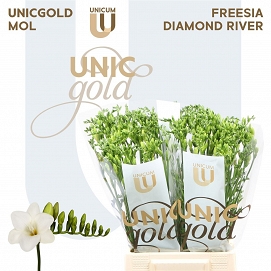 Fresia en diamond river