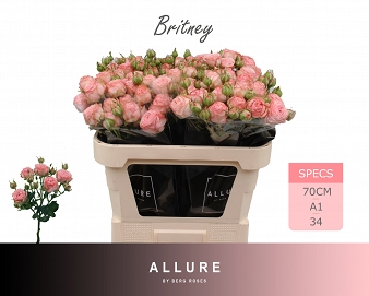Róża tr britney 70/25 allure