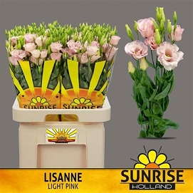 Eustoma lisanne light pink sunrise
