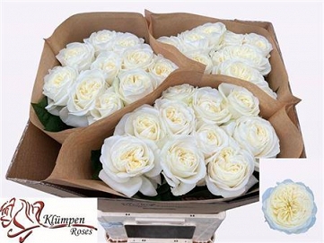 Róża chic white 70/30 klumpen