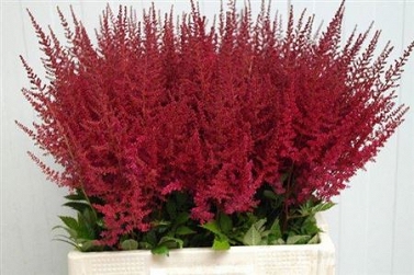 Astilbe paul gaarder 65cm