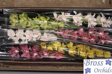 Cymbidium tak 06 80cm BROSS