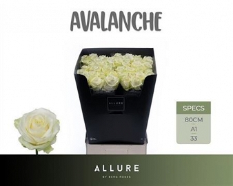 Róża avalanche 80/40 allure